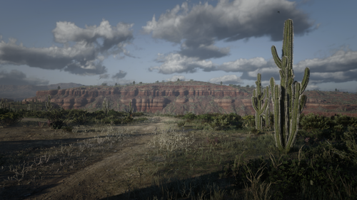 Could contain: cloud, outdoor, sky, plant, landscape, cactus, tree, shrubland, desert, mountain, grass, ground, nature